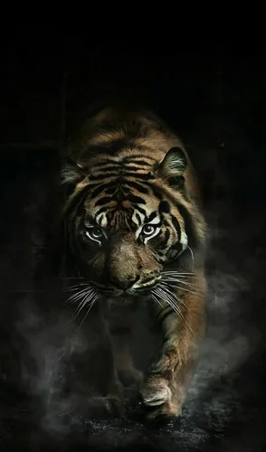 Бесплатные Самсунг Обои на телефон тигр, идущий в темноте