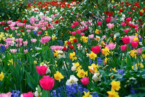 Весенние Hd Обои на телефон поле разноцветных цветов