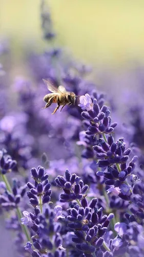 Весенние Hd Обои на телефон пчела на цветке