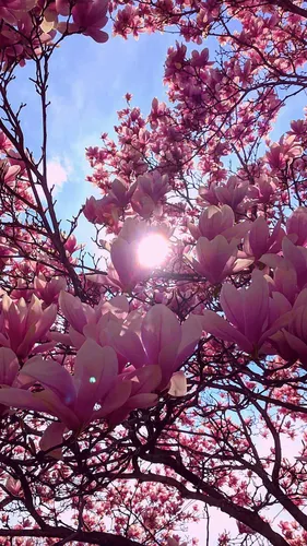 Весенние Hd Обои на телефон дерево с розовыми цветами