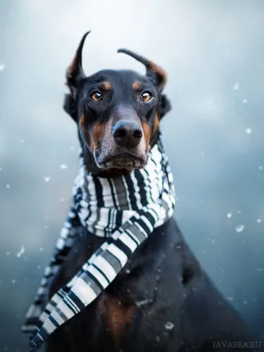 Доберман Hd Обои на телефон собака в шарфе