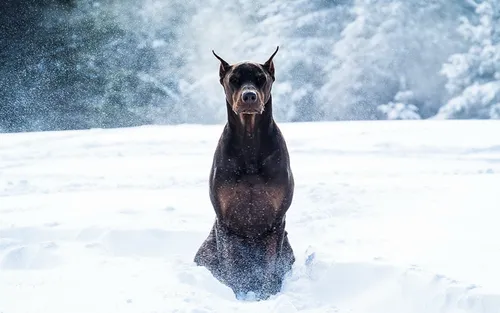 Доберман Hd Обои на телефон собака сидит на снегу