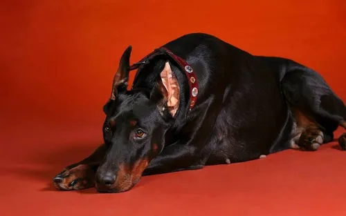 Доберман Hd Обои на телефон черная собака, лежащая на красной поверхности