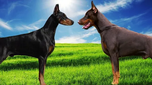Доберман Hd Обои на телефон две собаки, стоящие в травянистом поле