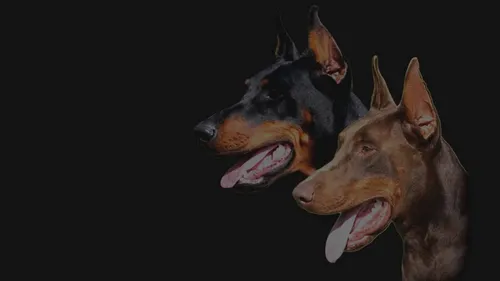 Доберман Hd Обои на телефон пара собак с открытыми ртами
