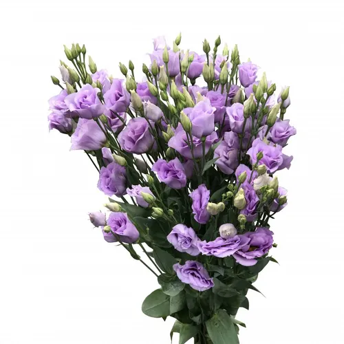 Эустома Фото крупный план фиолетового цветка