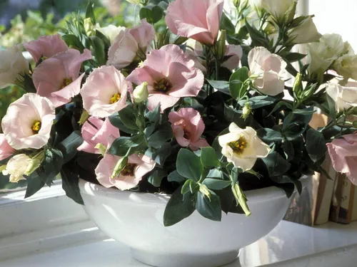 Эустома Фото горшок с розовыми и белыми цветами