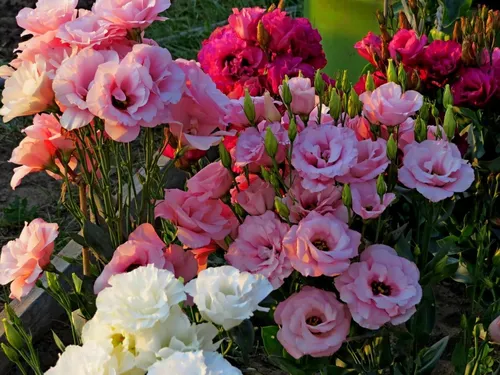 Эустома Фото группа розовых и белых цветов
