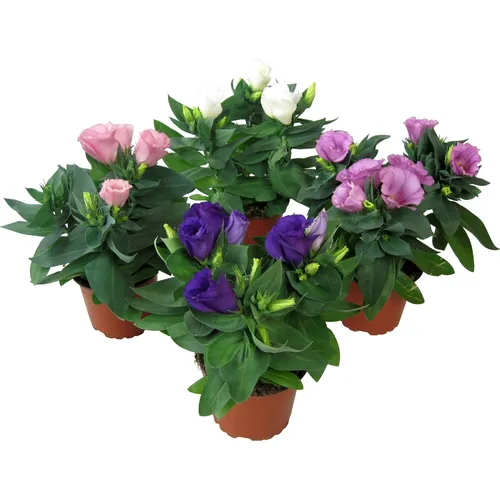 Эустома Фото растение в горшке с цветами