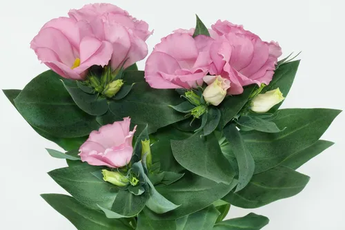 Эустома Фото группа розовых цветов