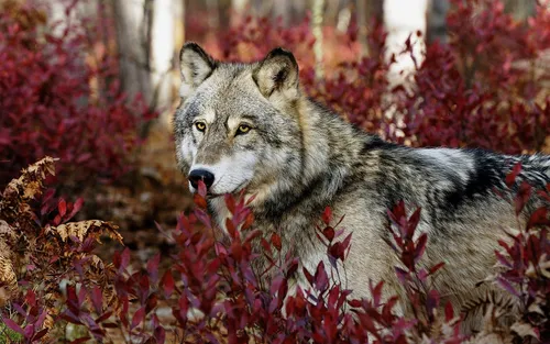 Картинки Волк Обои на телефон волк в кустах