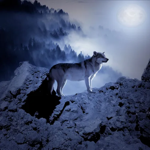 Картинки Волк Обои на телефон собака, стоящая на заснеженном холме