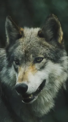 Картинки Волк Обои на телефон волк с открытым ртом