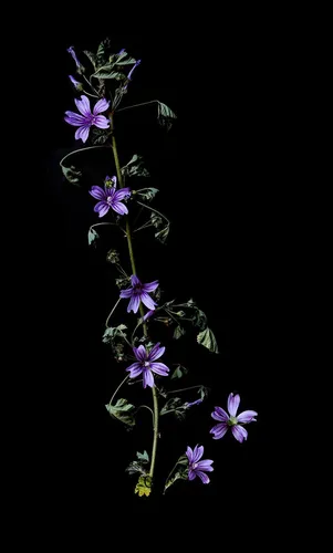 Картинки Цветы Обои на телефон фиолетовые цветы на растении