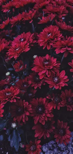 Картинки Цветы Обои на телефон фто на айфон