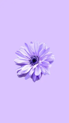 Класные Обои на телефон фиолетовый цветок с синим центром