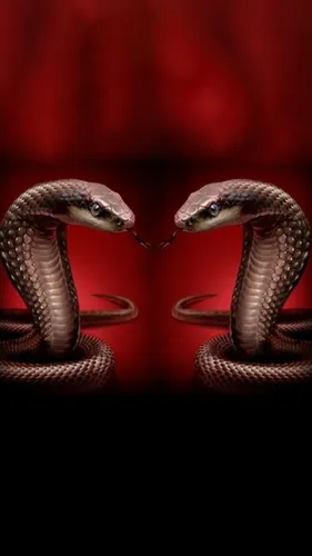 Кобра Обои на телефон змея на цепочке