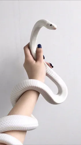 Кобра Обои на телефон рука, держащая белую змею
