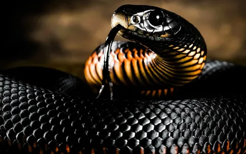 Кобра Обои на телефон змея с желто-черной полосатой головой