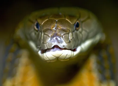 Кобра Обои на телефон крупный план змеи