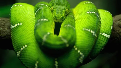 Кобра Обои на телефон свернутая зеленая змея