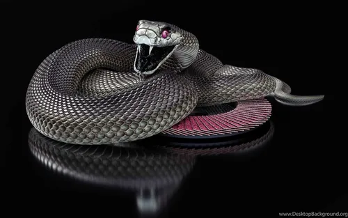 Кобра Обои на телефон змея на черной поверхности