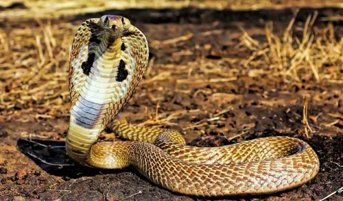 Кобра Обои на телефон змея с полосатым хвостом