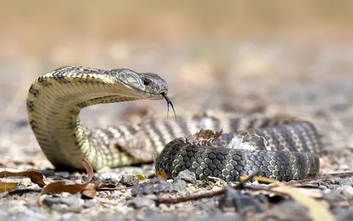Кобра Обои на телефон змея со змеей во рту