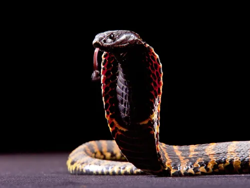 Кобра Обои на телефон змея на черном фоне