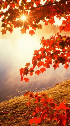 Красивые Осень Обои на телефон дерево с оранжевыми листьями