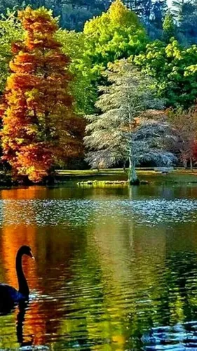 Красивые Осень Обои на телефон озеро с деревьями вокруг него