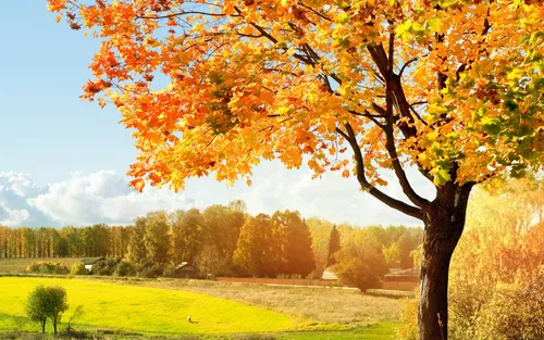 Красивые Осень Обои на телефон рисунок
