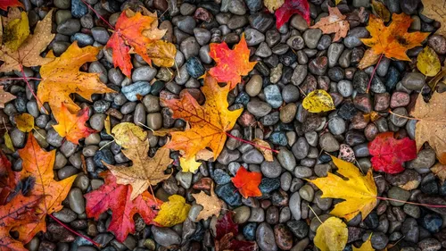 Красивые Осень Обои на телефон группа разноцветных листьев на скалах