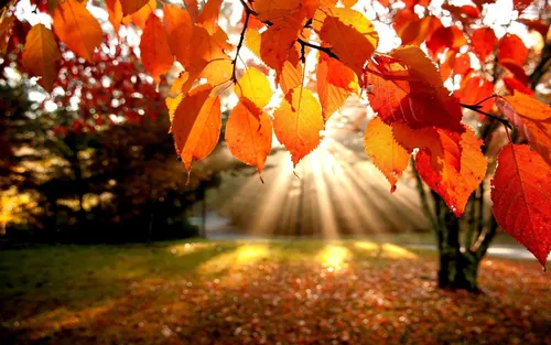 Красивые Осень Обои на телефон группа листьев