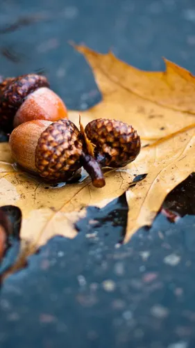 Красивые Осень Обои на телефон группа круглых предметов на листе