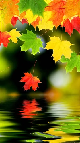 Красивые Осень Обои на телефон кошка в пруду с красными листьями