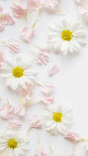 Красивые Светлые Обои на телефон группа белых и розовых цветов