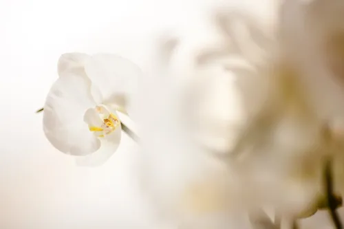 Красивые Светлые Обои на телефон белый цветок с желтым центром