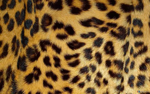 Леопардовый Принт Обои на телефон крупный план леопарда