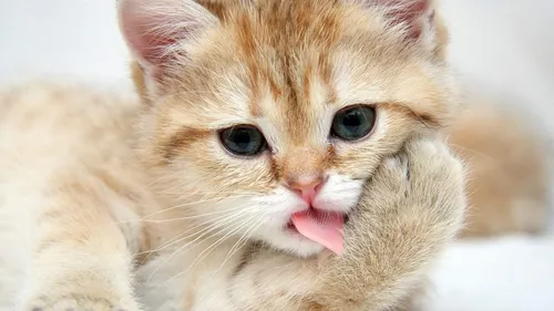 Милые Котята Обои на телефон кошка с высунутым языком