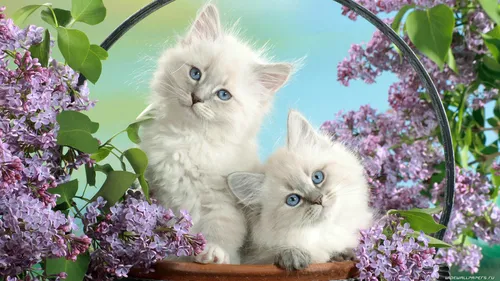 Милые Котята Обои на телефон два котенка в цветочной коробке