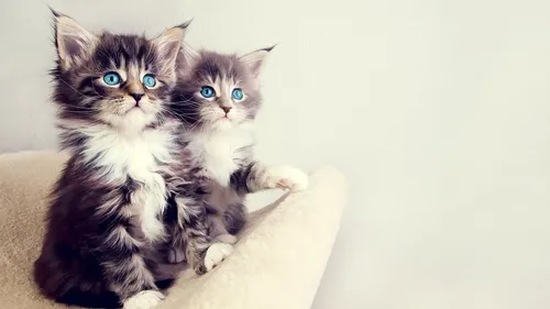 Милые Котята Обои на телефон пара котят