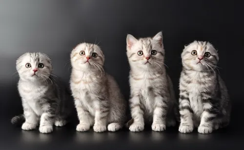Милые Котята Обои на телефон группа котят