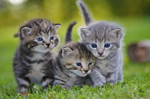 Милые Котята Обои на телефон группа котят в траве