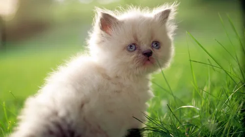 Милые Котята Обои на телефон белый котенок в траве