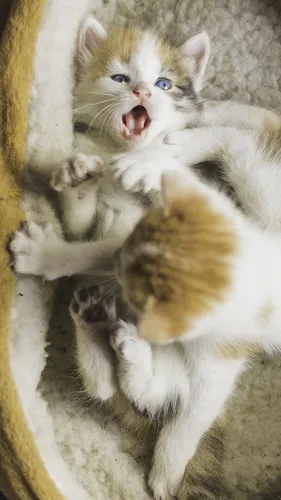 Милые Котята Обои на телефон котенок с открытым ртом