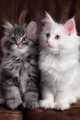 Милые Котята Обои на телефон две кошки сидят на диване