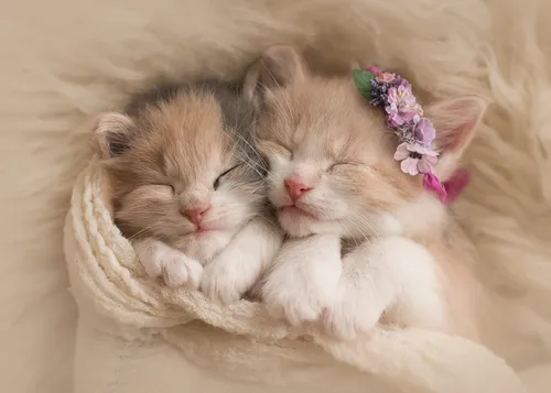 Милые Котята Обои на телефон два котенка лежат вместе