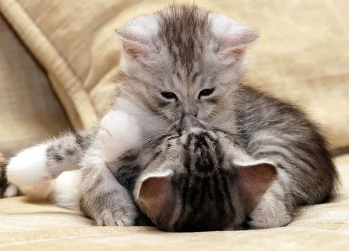 Милые Котята Обои на телефон котенок обнимается с кроликом
