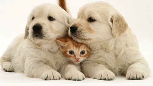 Милые Котята Обои на телефон кошка и собака